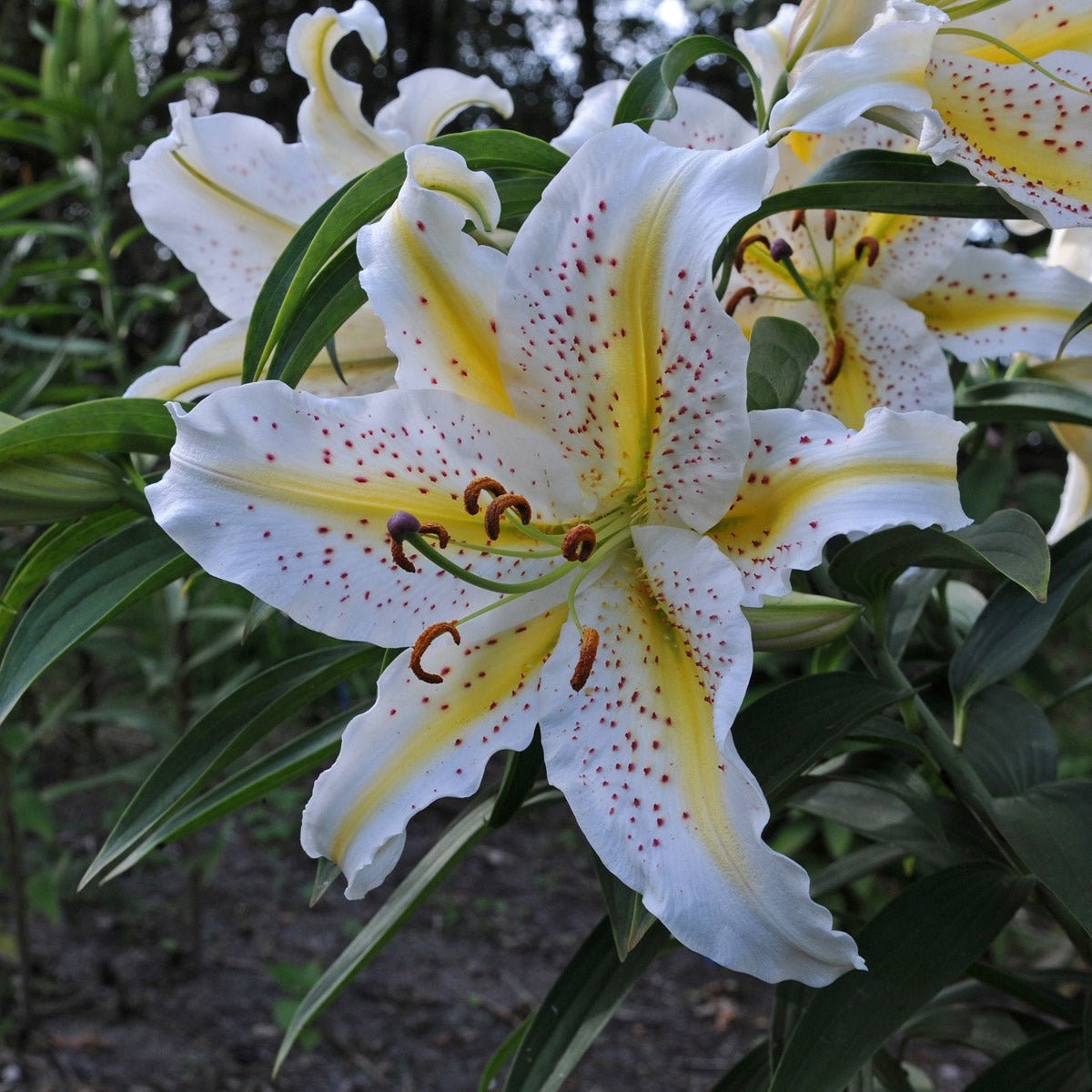 Lilium Auratum - Lilies - Fluwel