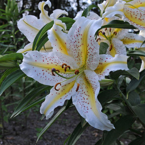 Lilium Auratum - Lilies - Fluwel