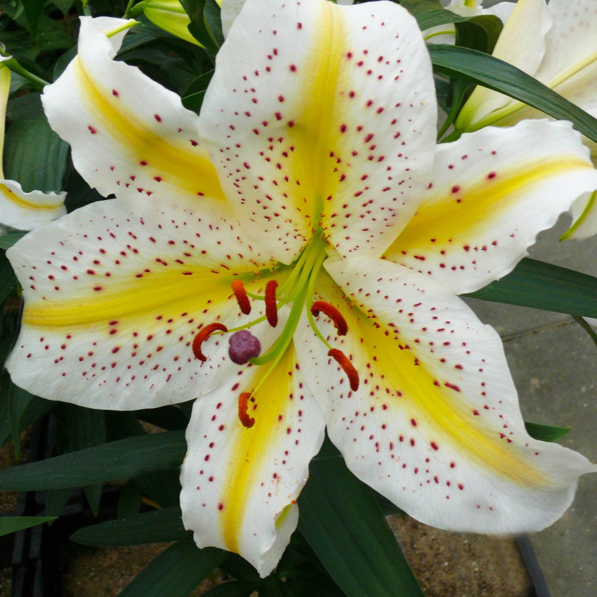 Lilium Auratum - Lilies - Fluwel