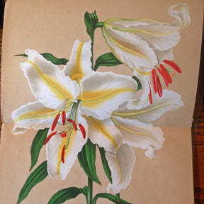 Lilium Auratum - Lilies - Fluwel