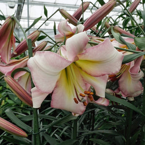 Lilium Beijing Moon - Lilies - Fluwel