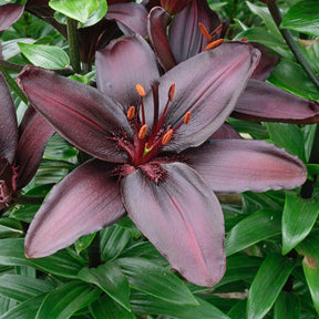 Lilium Blackstone - Lilies - Fluwel