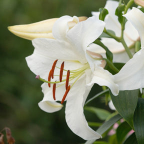 Lilium Casa Blanca - Lilies - Fluwel