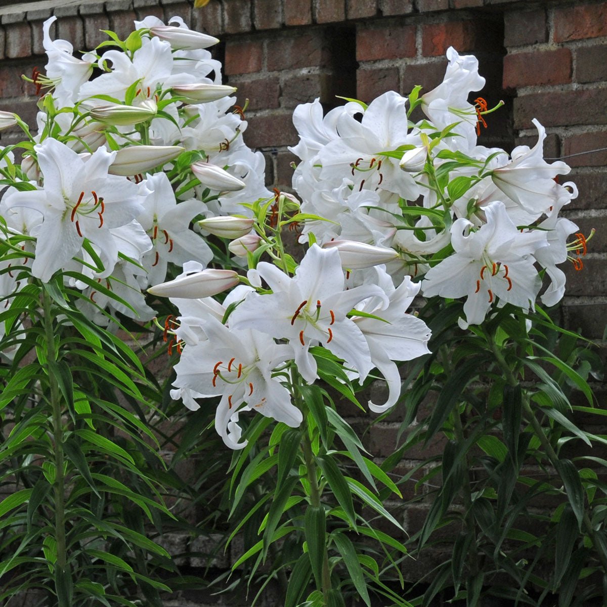 Lilium Casa Blanca - witte lelie - Fluwel
