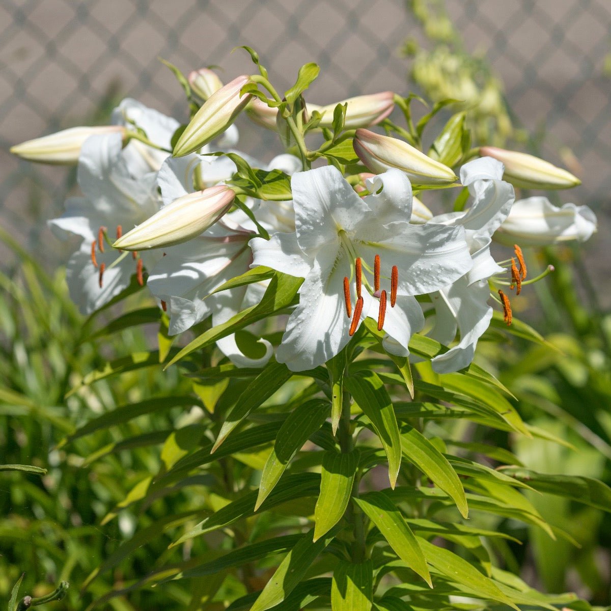 Lilium Casa Blanca - witte lelie - Fluwel