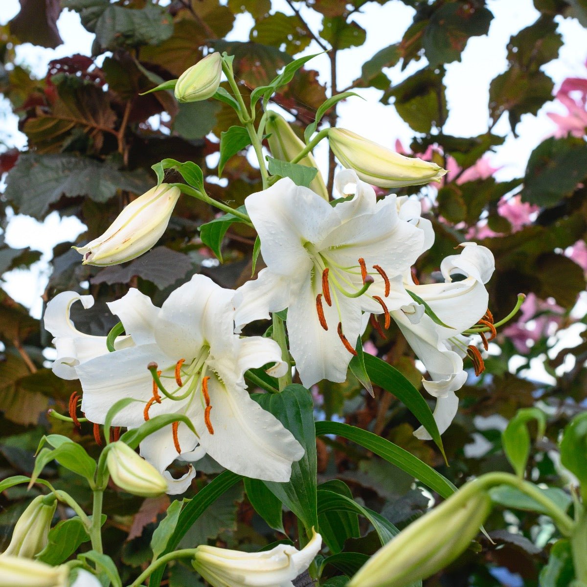 Lilium Casa Blanca - witte lelie - Fluwel