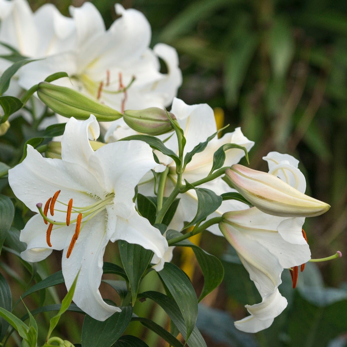 Lilium Casa Blanca - witte lelie - Fluwel