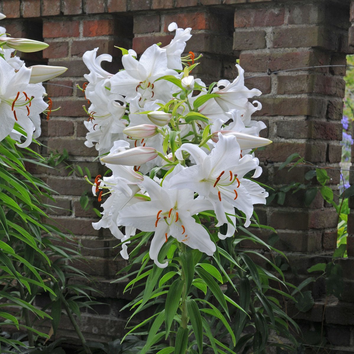 Lilium Casa Blanca - Lilies - Fluwel