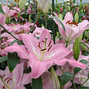 Lilium Josephine - Lilies - Fluwel