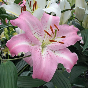 Lilium Josephine - Lilies - Fluwel