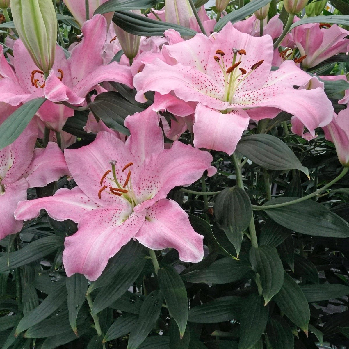 Lilium Josephine - Lilies - Fluwel