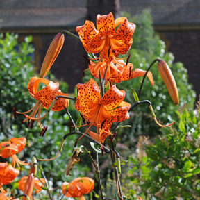 Lilium lancifolium (tigrinum) - Lilies - Fluwel