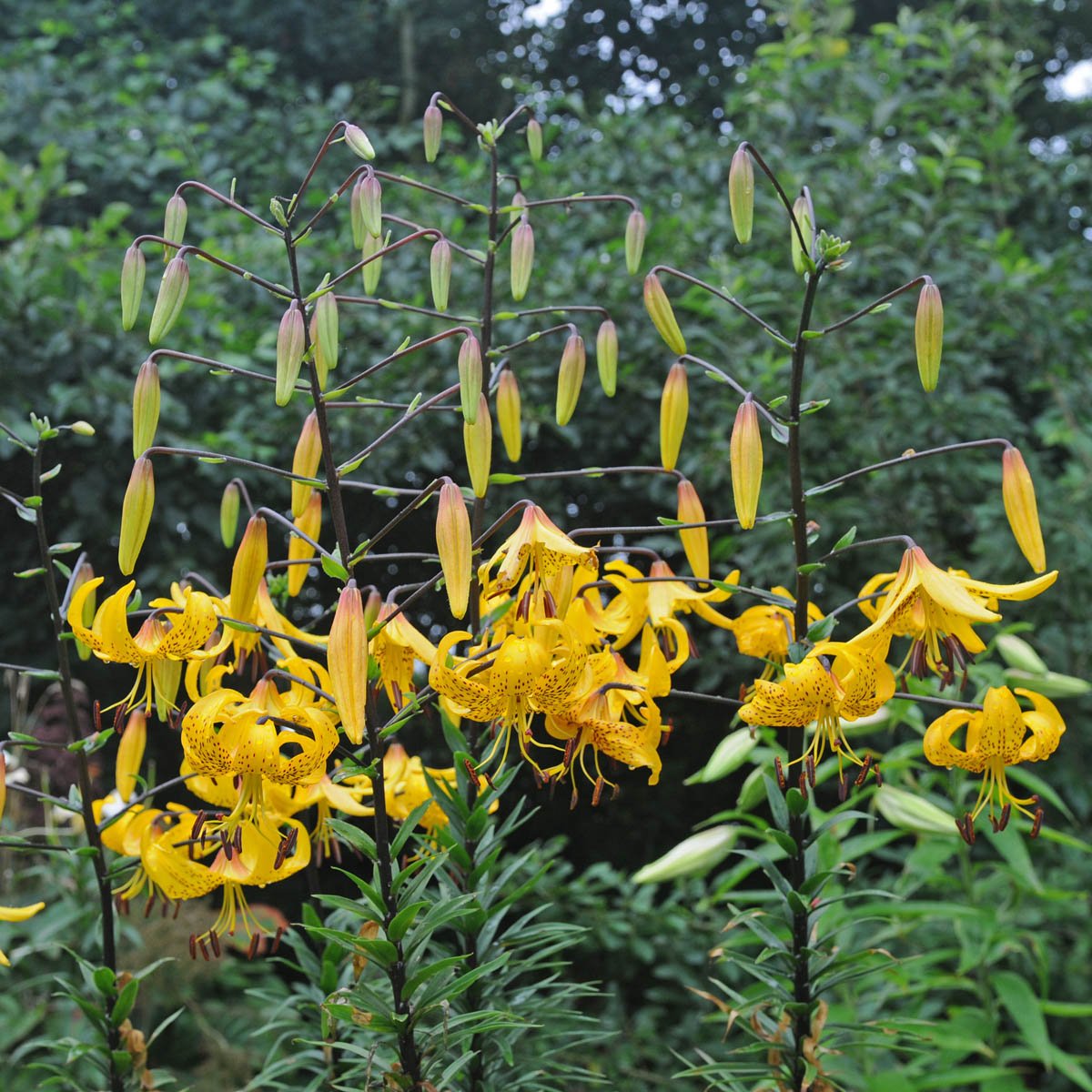 Lilium Leichtlinii - gele lelie - Fluwel