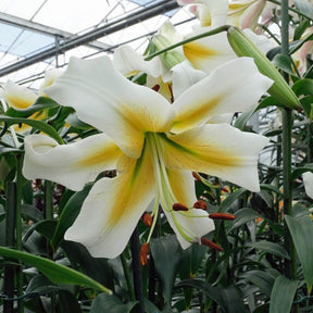 Lilium Mister Pistache - Lilies - Fluwel