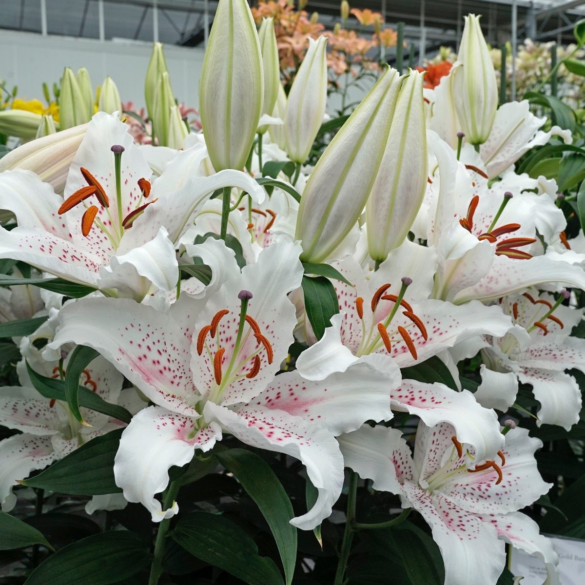 Lilium Muscadet - roze lelie - Fluwel