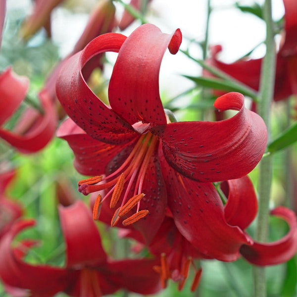 red velvet asiatic lily Buy Lilium 'Red Velvet' bulbs