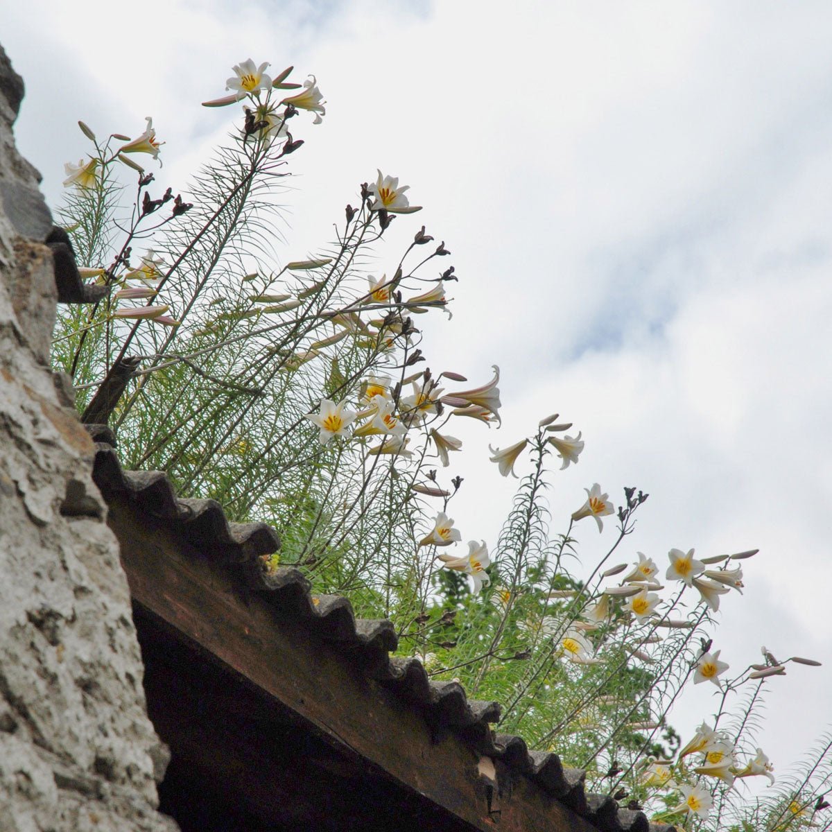 Lilium Regale - Lilies - Fluwel