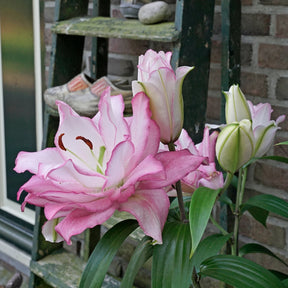 Lilium Roselily Anouska - Lilies - Fluwel