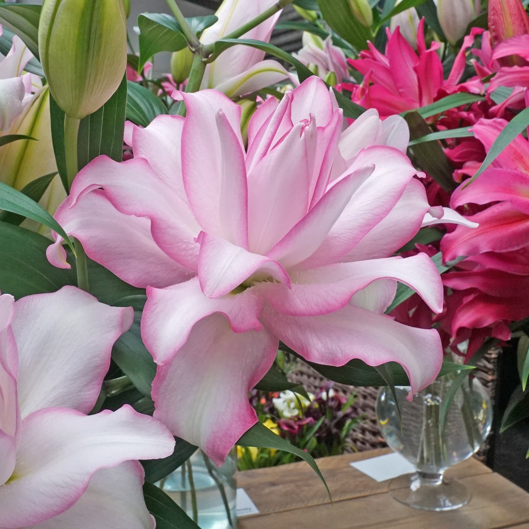 Lilium Roselily Anouska - Lilies - Fluwel