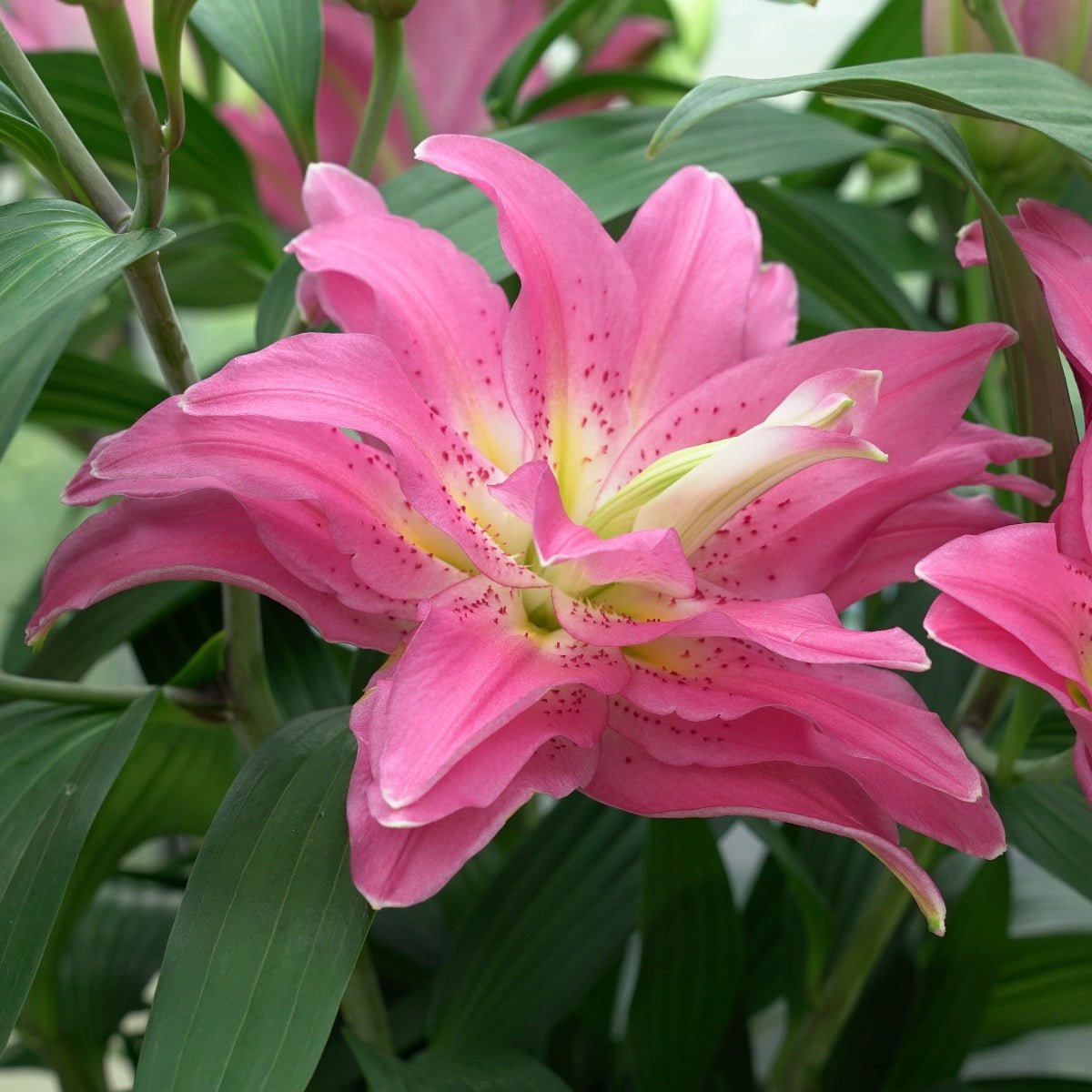 Lilium Roselily Patricia - Lilies - Fluwel