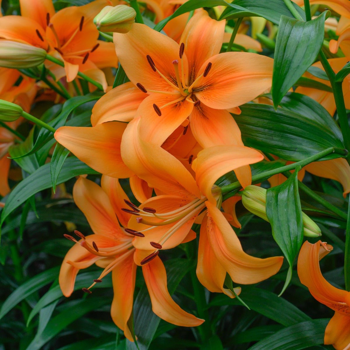 Lilium Sunset Boulevard (OAO) - Lilies - Fluwel