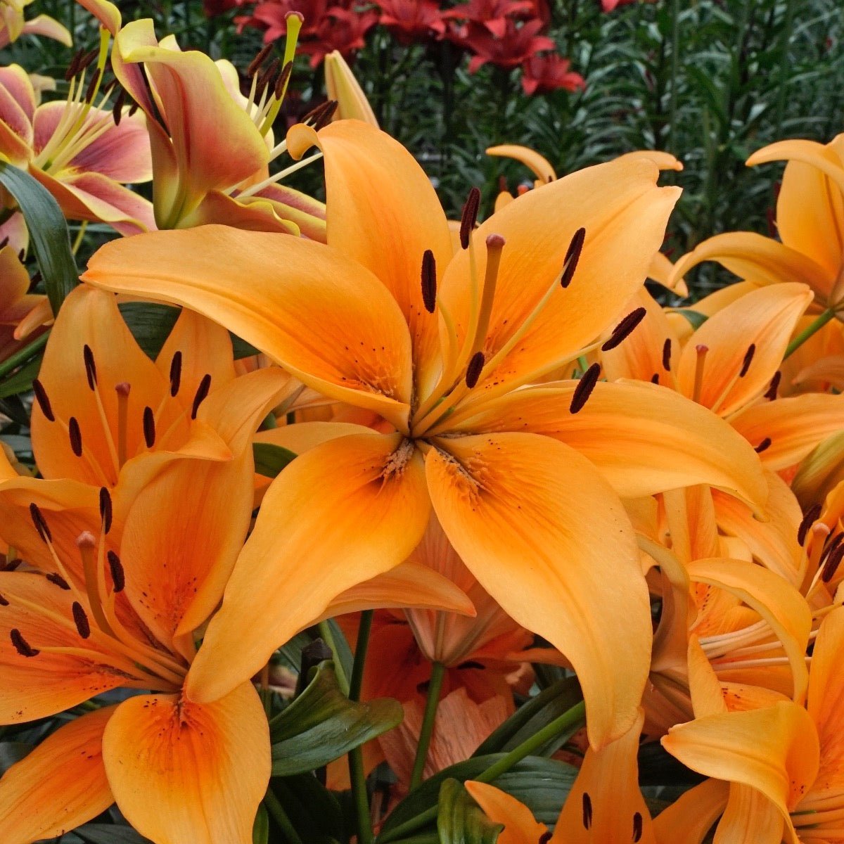 Lilium Sunset Boulevard (OAO) - Lilies - Fluwel