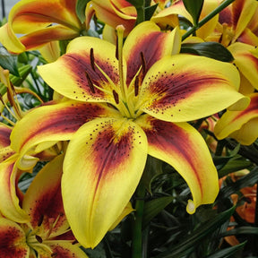 Lilium Viva la Vida (OAO) - Lilies - Fluwel