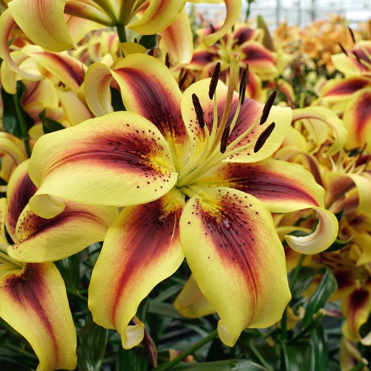Lilium Viva la Vida (OAO) - Lilies - Fluwel
