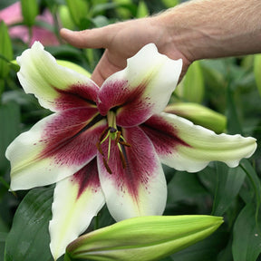 Lilium Zeba - Lilies - Fluwel