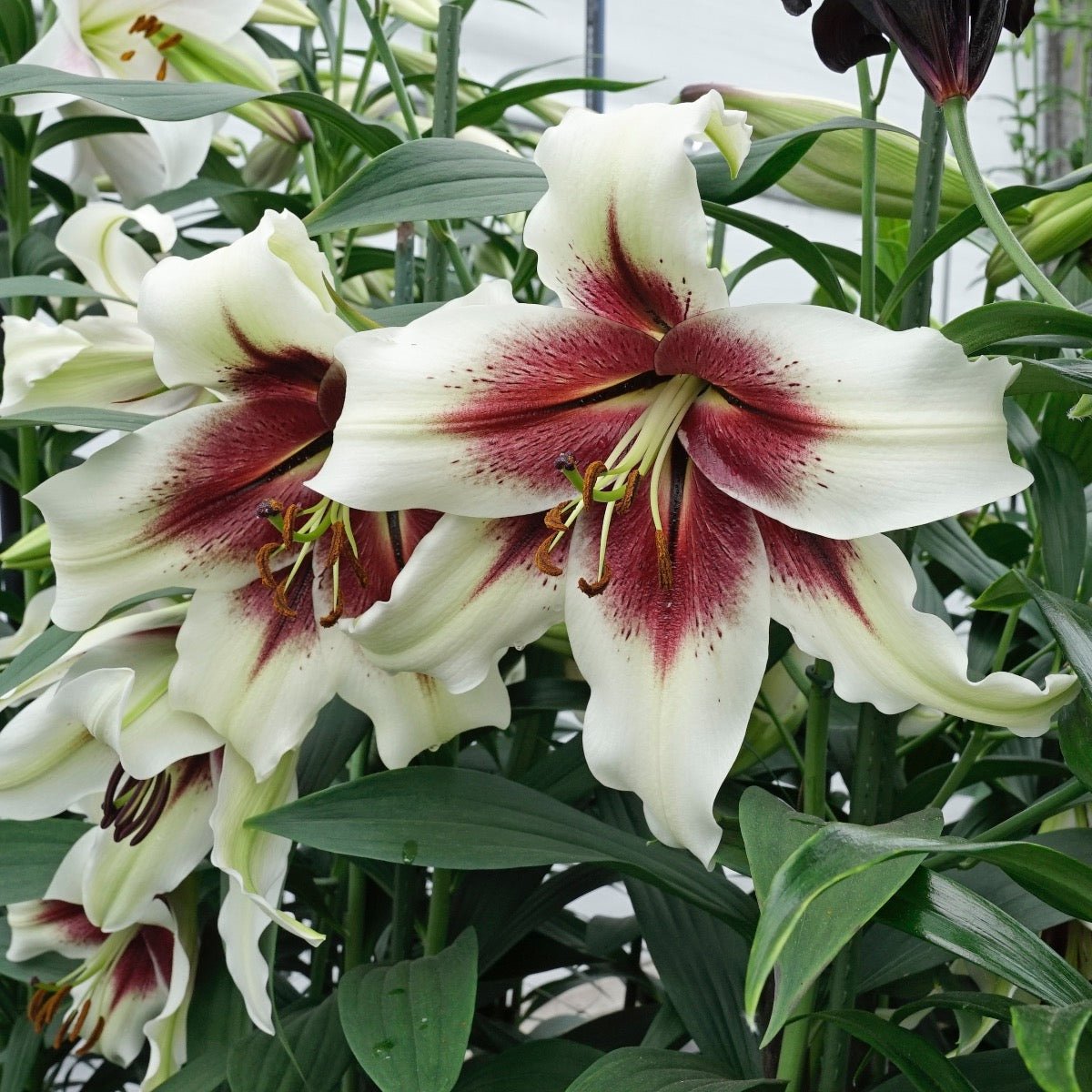 zebra lily flower Buy Lilium Zeba bulbs