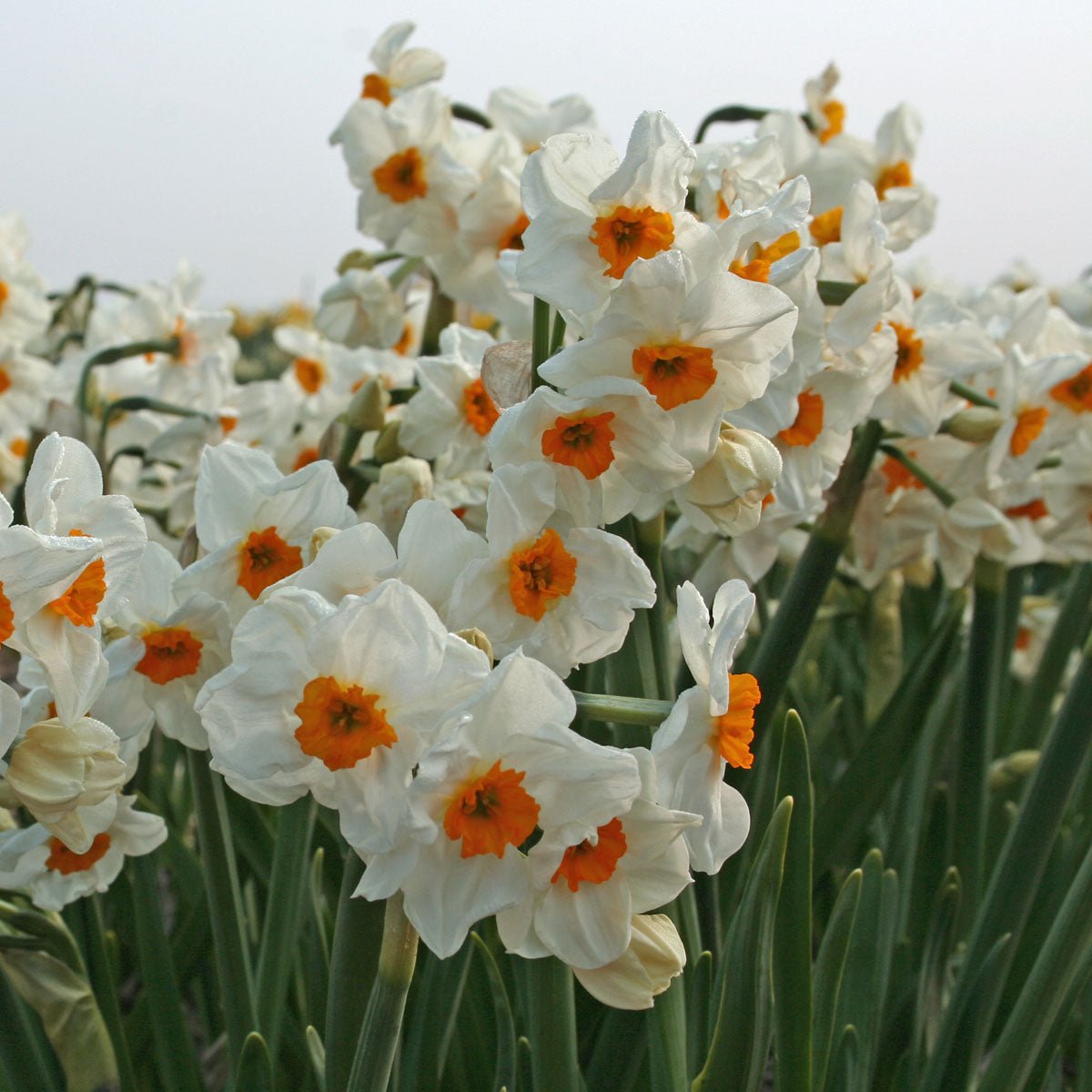 L'innocence - wit-gele Tazetta narcis - Fluwel
