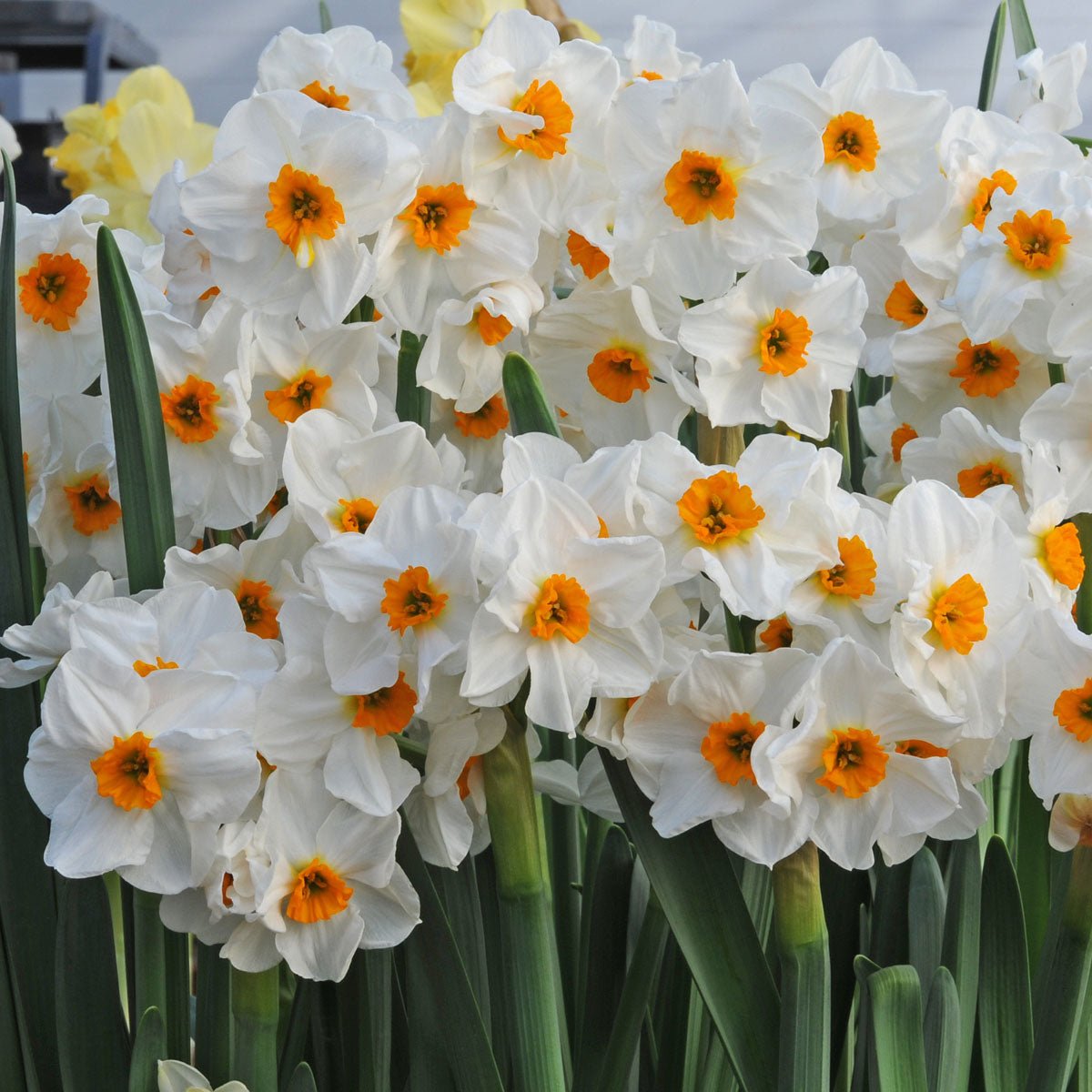 L'innocence - wit-gele Tazetta narcis - Fluwel