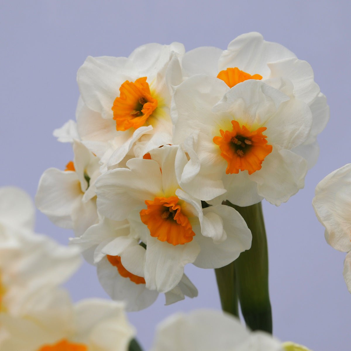 L'innocence - wit-gele Tazetta narcis - Fluwel