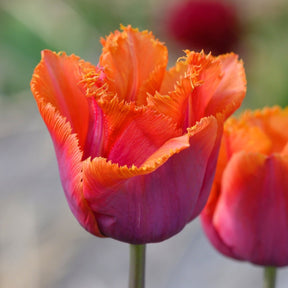 Louvre Orange - Tulips - Fluwel