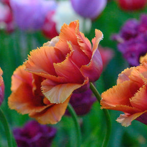 Louvre Orange - Tulips - Fluwel
