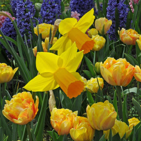 Loving Her - Special Narcissus - Fluwel