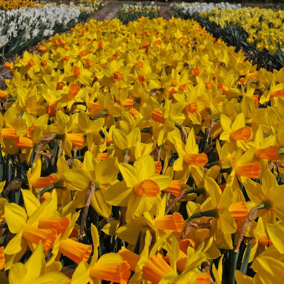 Loving Her - Special Narcissus - Fluwel