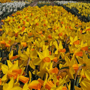 Loving Her - Special Narcissus - Fluwel