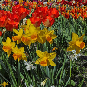 Loving Her - Special Narcissus - Fluwel