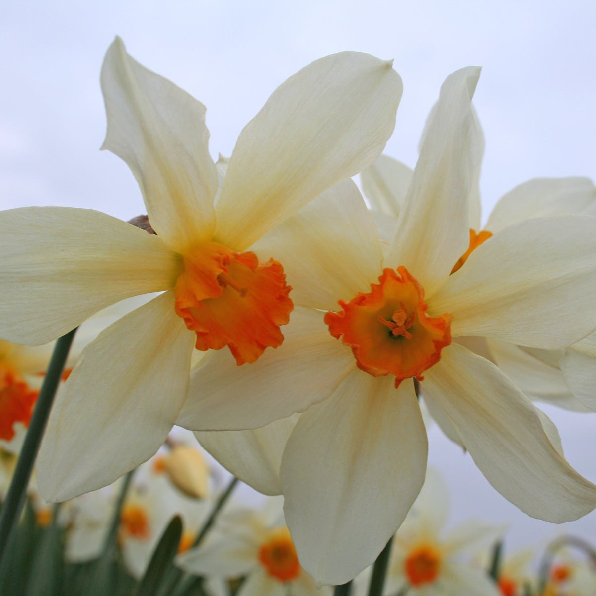 Lucifer - wit-oranje-rode Small-cupped narcis - Fluwel