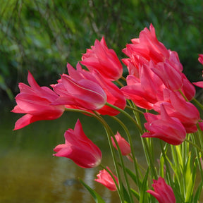 Mariette - Tulips - Fluwel