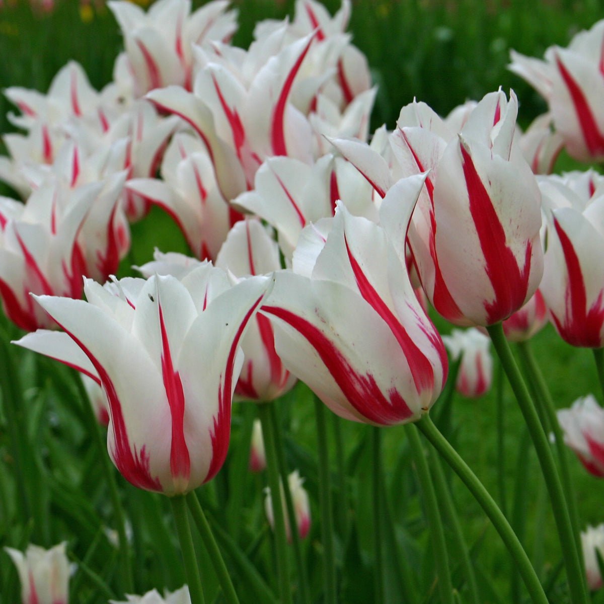 Marilyn - Tulips - Fluwel