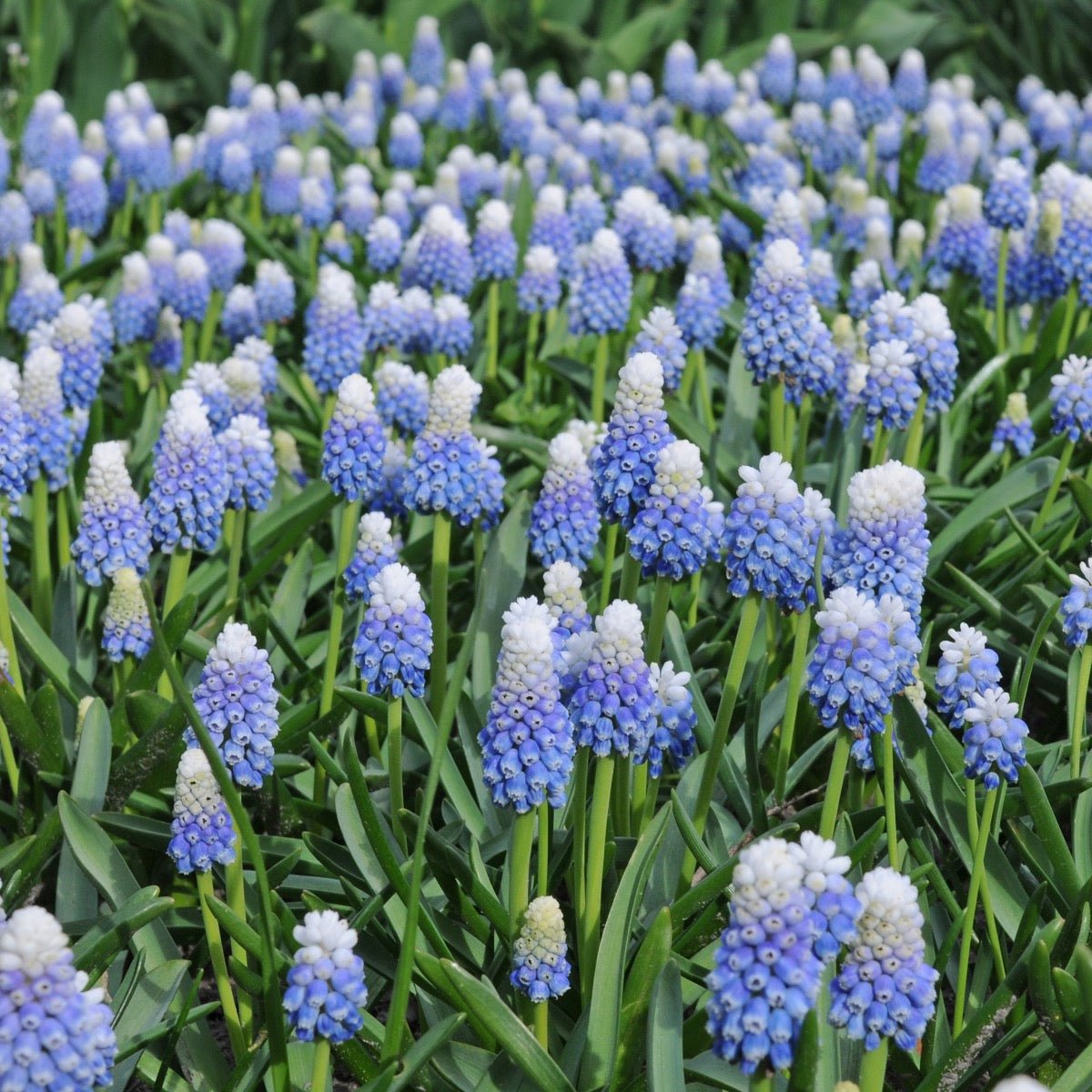 Muscari Mountain Lady - blauwe muscari - Fluwel