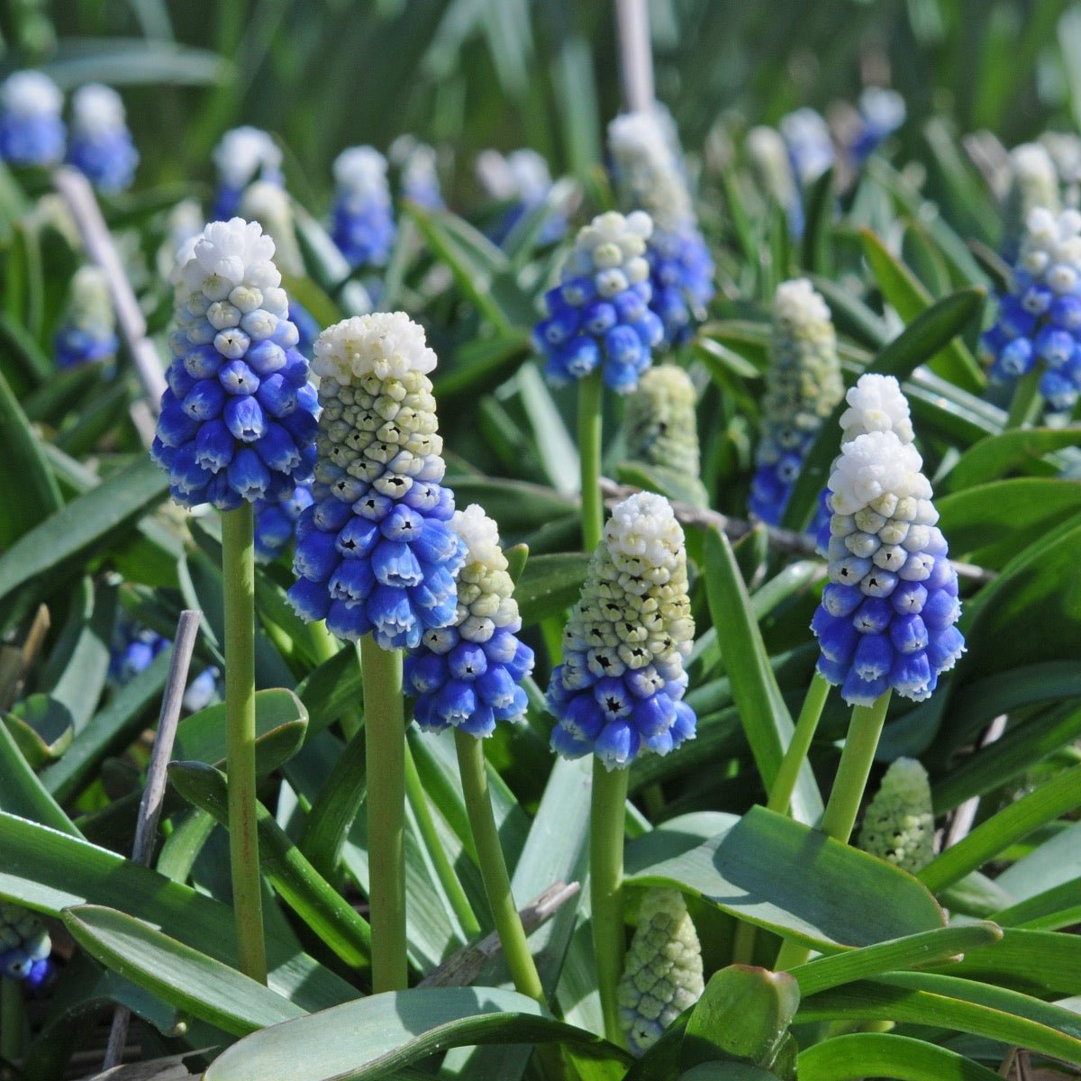 Muscari Mountain Lady - blauwe muscari - Fluwel