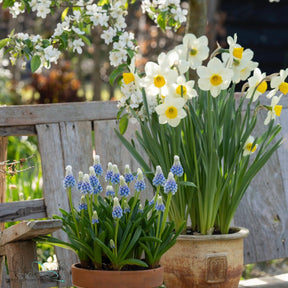 Muscari Mountain Lady - Spring specialty bulbs - Fluwel
