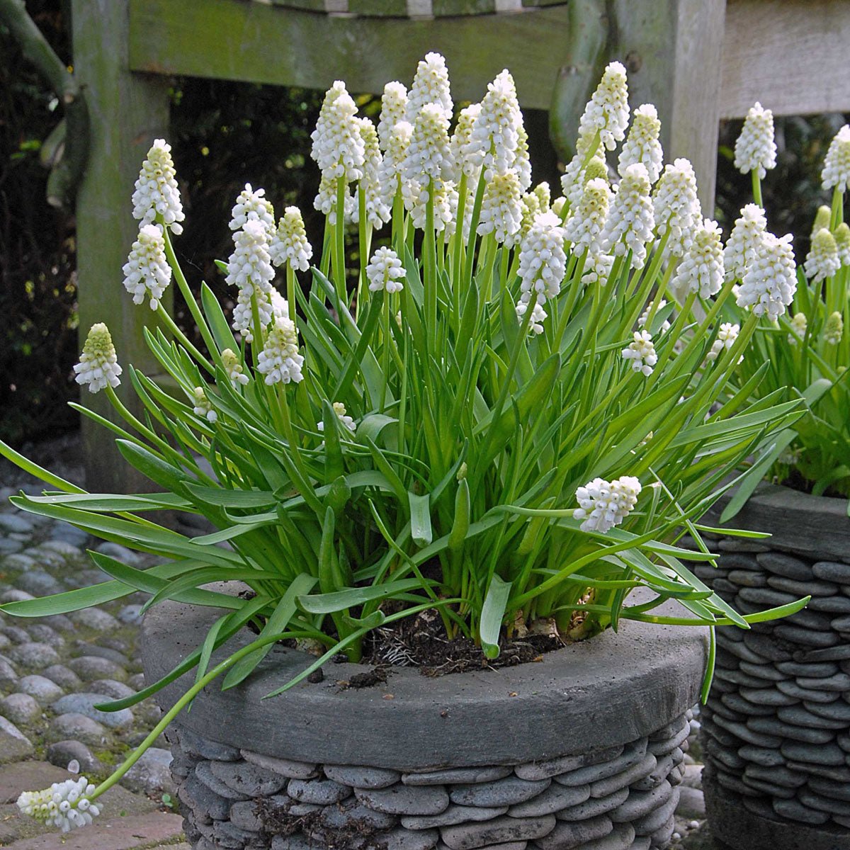 Muscari White Magic - Spring specialty bulbs - Fluwel