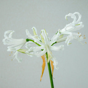 Nerine bowdenii Alba - Nerines - Fluwel