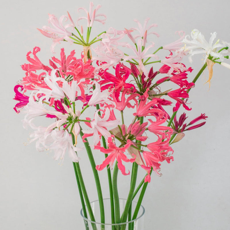 Nerine