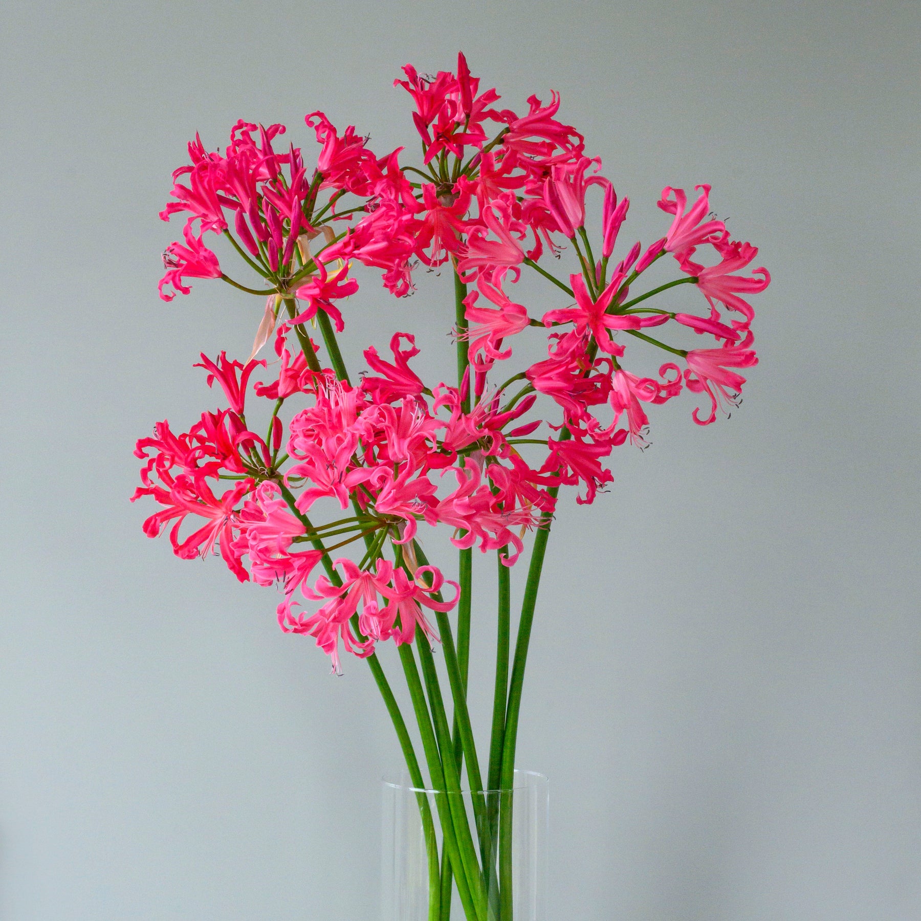 Nerine Pearls of Cherry - Nerines - Fluwel