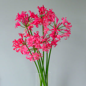Nerine Pearls of Cherry - Nerines - Fluwel